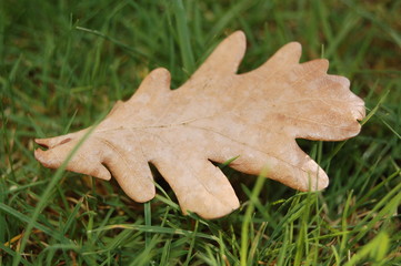 das blatt