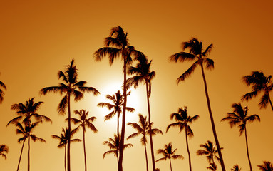 Fototapeta na wymiar Orange Cast Palm Trees