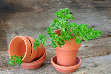Parsley