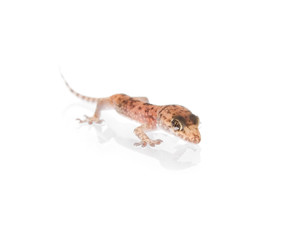 Funky Gecko