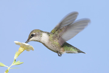 Juvenile Ruby-throated Hummingbird (archilochus colubris)