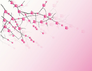 Vector illustration of a cherry twigs in bloom