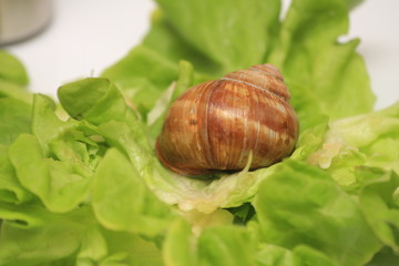 escargot