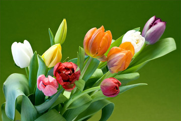 bouquet of the fresh tulips