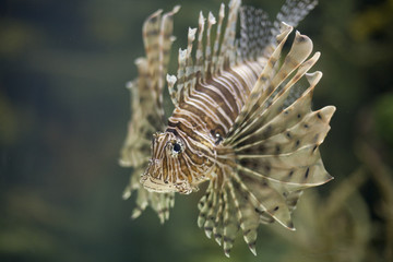 Lionfish 9517