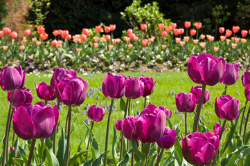 violet tulips in a garden