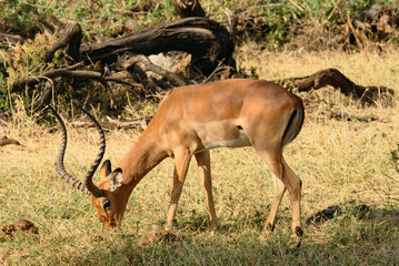 Male Impala eating grass in the Samburu Reserve (Kenya)