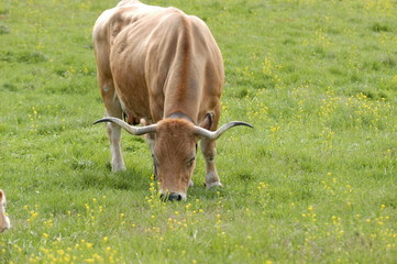 transhumance