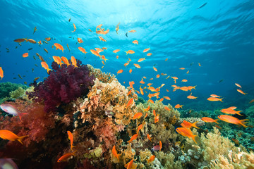 Fototapeta na wymiar ocean, coral and fish