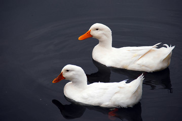 duck
