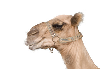 The camel on white background