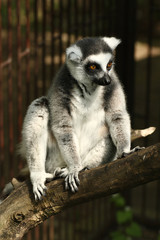 Ring tailed lemur sitting on a tree branch