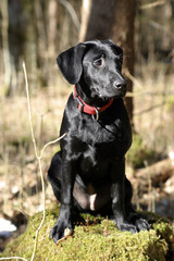 Labrador im Wald