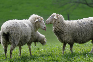 Fototapeta premium Moutons au pré