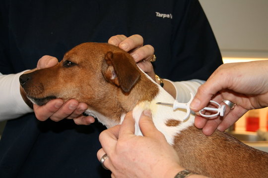 injection d'une puce &eacute;lectronique sous la peau du jack russell