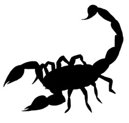 Skorpion - obrazy, fototapety, plakaty