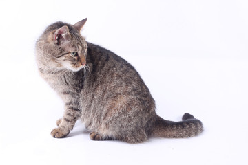 Cat on a white background