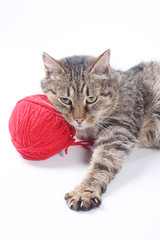 Cat with woolen ball