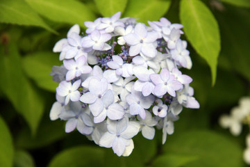 Hydrangea