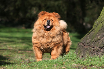 pose du chow chow debout vu de face dans le jardin