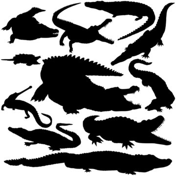 11 Pieces Of Detailed Vectoral Crocodile Silhouettes