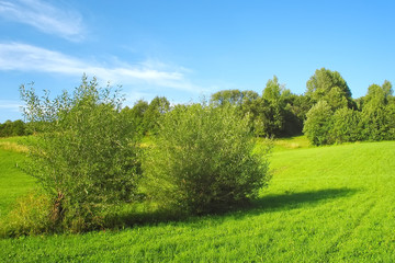 Fototapeta na wymiar Green grassland and blue sky