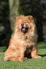 chow chow adulte seul en train de bailler dans le jardin