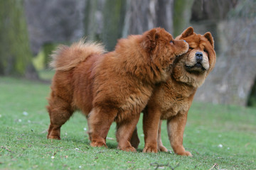Fototapeta premium moment de tendresse pour deux chow chow adultes
