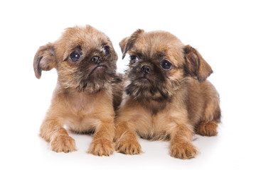 Griffon puppy isolated on white