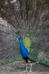 Obraz premium a beautiful peacock standing alone