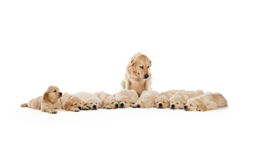 Golden Retriever Puppies isolated on a white background