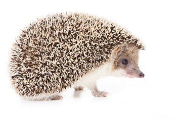 Hedgehog isolated on white background