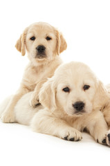 Golden Retriever Puppies isolated on a white background