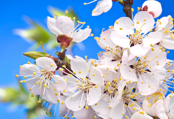 Flowers of apricot on a blue background.