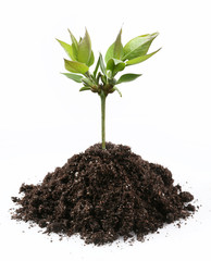 burgeon from ground on a white background.