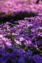 Obraz premium Fiori viola