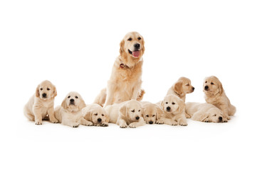 Golden Retriever Puppies isolated on a white background