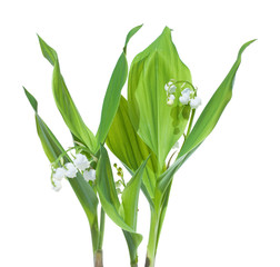 stems of lily-of-the-valley (Convallaria majalis), isolated on w