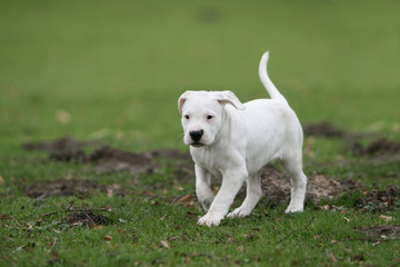 balade pour le chiot dogue argentin dans les champs