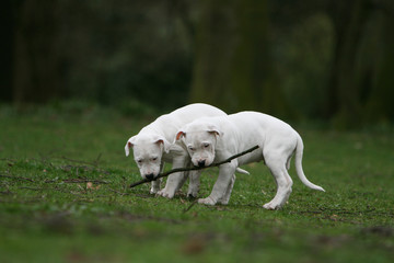 deux jeunes dogue argentin jouant avec une branche
