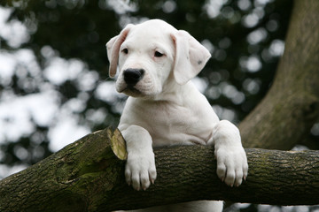 chiot dogue argentin seul debout sur une branche d'arbre