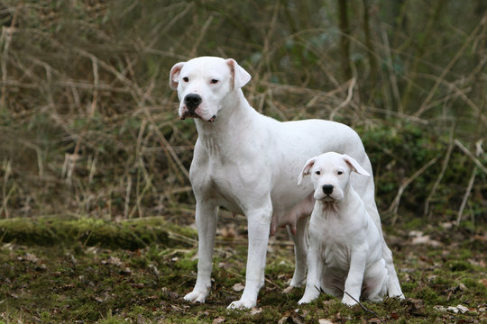 pose fi&egrave;re pour la famille dogue argentin devant un bois