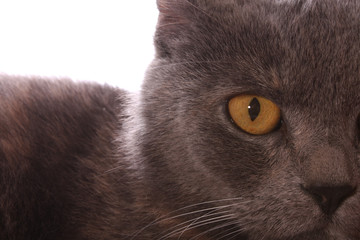 Cat eye closeup