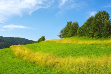 Fototapeta na wymiar Green grassland
