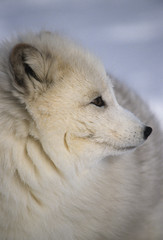 Obraz premium Arctic Fox portrait