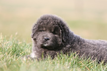 chiot dogue du tibet allongé seul dans l'herbe vu de face