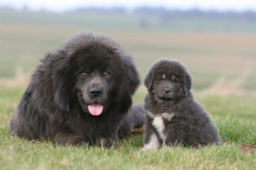 grand dogue du tibet et son chiot allongés dans un champ