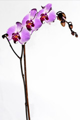 Orchidea © giacomarco