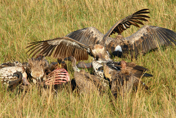 Vultures eating an antelope  in  the Masai Mara Reserve (Kenya)