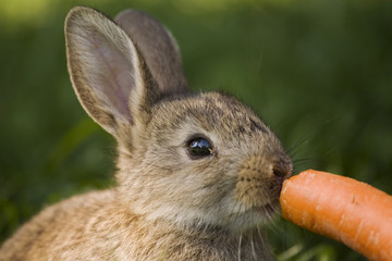 Fototapeta premium Hase / small rabbit